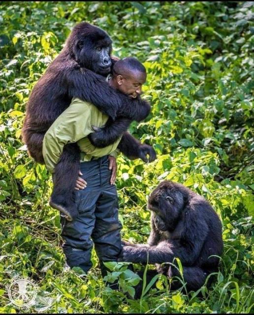 Just like human #children 👨‍👩‍👧‍👧, #gorillas 🦍 who suffer #childhood tragedies are able to thrive with #economic and social supports in place. #Research #primatology #primates Help all beings, be #vegan #Boycottpalmoil #Boycott4Wildlife @palmoildetect https://wp.me/pcFhgU-8TQ?utm_source=mastodon&utm_medium=Palm+Oil+Detectives&utm_campaign=publer

