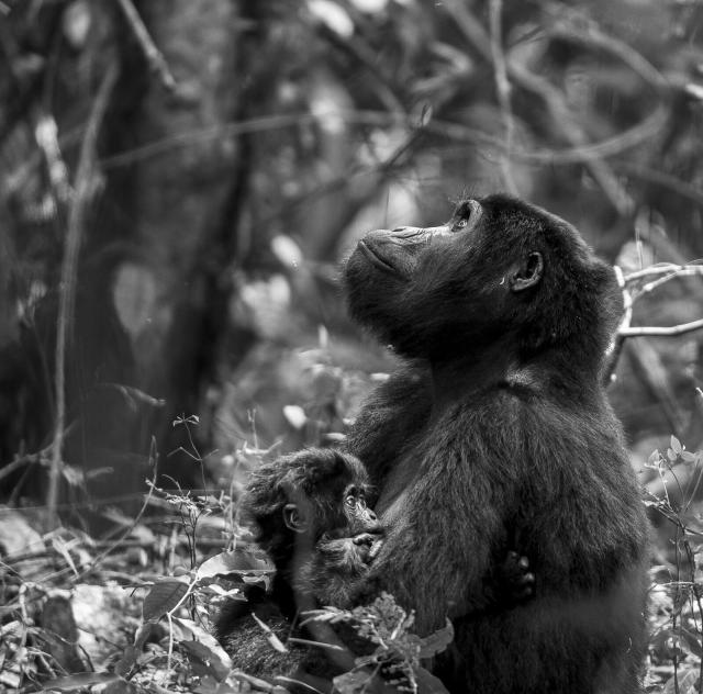 Just like human #children 👨‍👩‍👧‍👧, #gorillas 🦍 who suffer #childhood tragedies are able to thrive with #economic and social supports in place. #Research #primatology #primates Help all beings, be #vegan #Boycottpalmoil #Boycott4Wildlife @palmoildetect https://wp.me/pcFhgU-8TQ?utm_source=mastodon&utm_medium=Palm+Oil+Detectives&utm_campaign=publer

