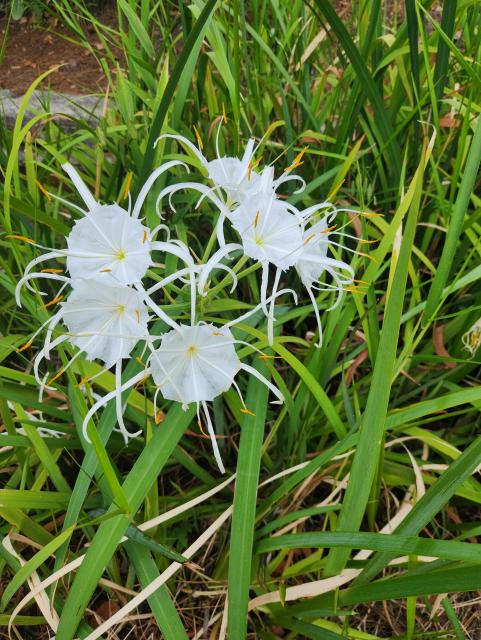White lillies with long thin petals