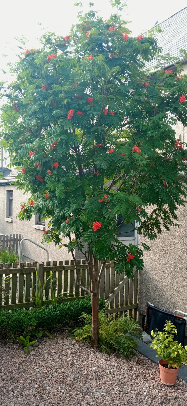 Rowan tree with orange berries, roughly 4 metres high. 