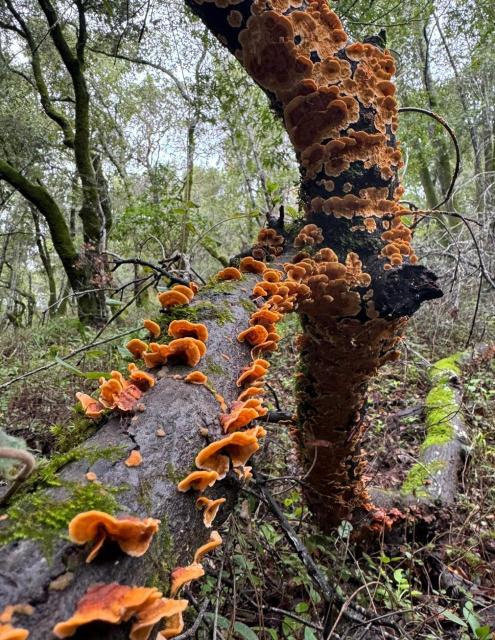 Orange fungi on a tree
