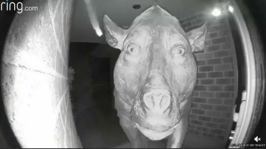 A wide angle black and white picture of a cow from the front, presumably through a security camera.