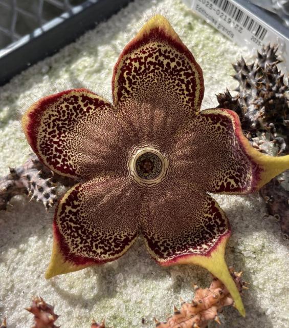 does anyone else love alien looking flowers? i love a pretty bouquet as well, but there’s something so captivating about flowers that look straight out of a sci fi movie. what other species have crazy looking flowers?