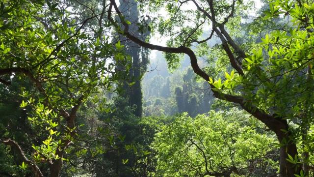 #Research finds tropical #forests matter to us all! They suck out #carbondioxide and ensure we can breathe, drink and eat. Yet they're fast disappearing! Resist #extinction every time you shop, be #vegan 🍉🍑 #Boycottpalmoil 🌴🔥🤮⛔️ #Boycott4Wildlife https://palmoildetectives.com/2023/08/16/we-tracked-300000-trees-only-to-find-that-rainforests-are-losing-their-power-to-help-humanity/?utm_source=mastodon&utm_medium=Palm+Oil+Detectives&utm_campaign=publer