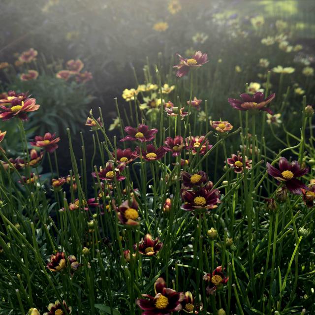 Red and yellow tickseed with sunlight glowing ✨️ 