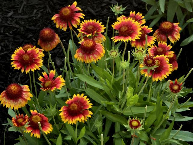 Red and yellow blanket flowers