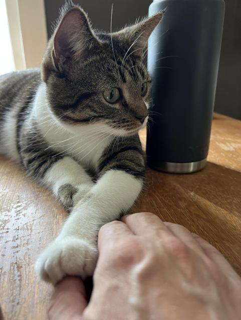 Brown & white tabby resting his paw on my thumb as he sits beside my coffee flask