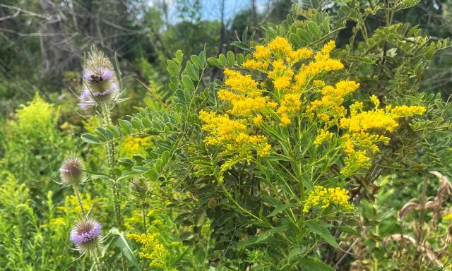 A tall plume of goldenrod covered in tiny, vibrant, yellow flowers at the top of its stem with long, thin, spearlike, green leaves below, blooming among other vegetation, including some green honey locust leaves (I think) and a couple of tall, blooming teasels with pink-purple flowers on the spiny heads. There is a big, yellow and black striped bumblebee browsing on one of the flowering teasels.