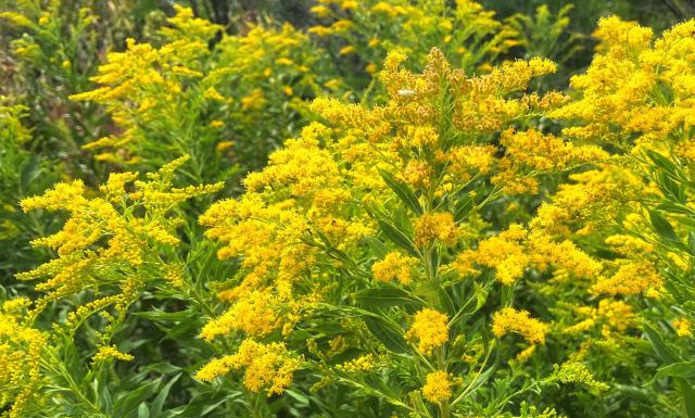 A mix of vibrant yellow and green: plumes and plumes of flowering goldenrod next to a bike path on a warm, cloudy, summer afternoon.