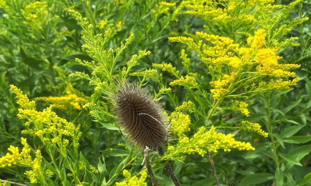 Another spot of goldenrod just beginning to bloom, its tiny, vibrant, yellow flowers emerging from the greenery on its stems, with one dried, spiky teasel head poking up in the middle of the goldenrod plumes.