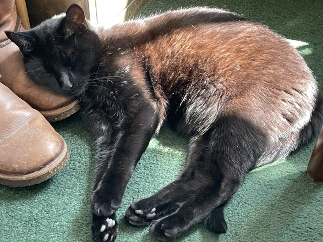 Stig has found a sunny spot to snooze, even has a pillow on the toe of an old boot