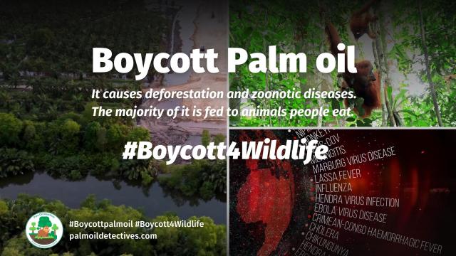 @UQ_News research published in @TheLancetPlanet finds that #pandemics are linked to #ecosystem and #biodiversity declines, with viruses jumping from animals to humans. Urgent #publichealth and #conservation policies needed #Boycott4Wildlife @palmoildetect.bsky.social https://wp.me/pcFhgU-77u?utm_source=mastodon&utm_medium=Palm+Oil+Detectives&utm_campaign=publer 