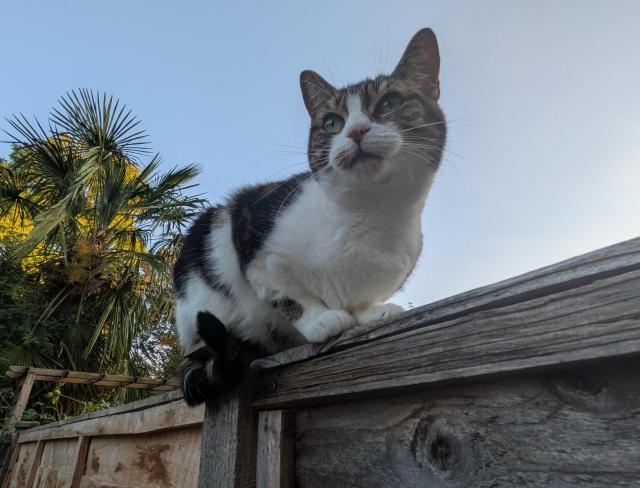 Marigold the cat being dramatic on a fence