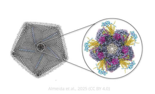 cryo-electron microscopy (cryo-EM) density of Jyvaskylavirus 