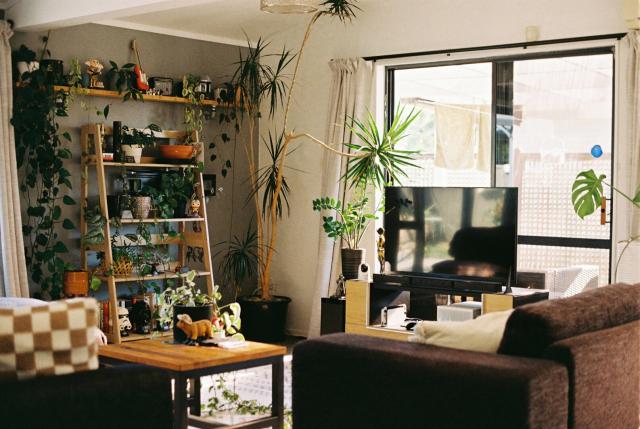 A sunny living room filled with plants.