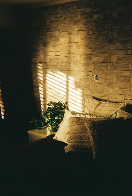 Light streaming through there blinds onto a wall behind a plant.