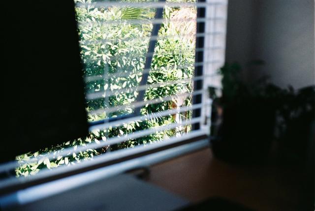 Peeking through blinds at a tree from an upper storey of a house.