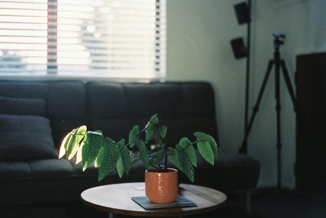 A wide-reaching plant on a round coffee table with sun streaming through blinds behind it.
