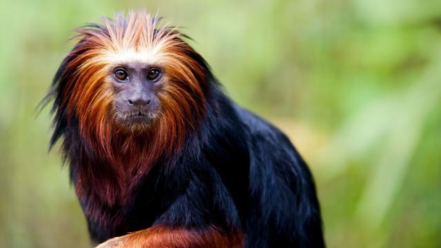 Known as fire-faced small #primates, Golden Headed Lion Tamarins are #endangered from forest #ecocide for #meat #cocoa and #palmoil! Help them every time you shop and #Boycottpalmoil #Boycott4Wildlife and remember - all gold is blood gold https://wp.me/pcFhgU-17z?utm_source=mastodon&utm_medium=Palm+Oil+Detectives&utm_campaign=publer