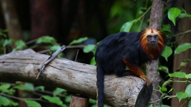 Known as fire-faced small #primates, Golden Headed Lion Tamarins are #endangered from forest #ecocide for #meat #cocoa and #palmoil! Help them every time you shop and #Boycottpalmoil #Boycott4Wildlife and remember - all gold is blood gold https://wp.me/pcFhgU-17z?utm_source=mastodon&utm_medium=Palm+Oil+Detectives&utm_campaign=publer