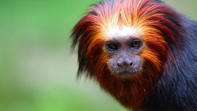Known as fire-faced small #primates, Golden Headed Lion Tamarins are #endangered from forest #ecocide for #meat #cocoa and #palmoil! Help them every time you shop and #Boycottpalmoil #Boycott4Wildlife and remember - all gold is blood gold https://wp.me/pcFhgU-17z?utm_source=mastodon&utm_medium=Palm+Oil+Detectives&utm_campaign=publer