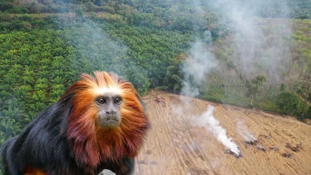 Known as fire-faced small #primates, Golden Headed Lion Tamarins are #endangered from forest #ecocide for #meat #cocoa and #palmoil! Help them every time you shop and #Boycottpalmoil #Boycott4Wildlife and remember - all gold is blood gold https://wp.me/pcFhgU-17z?utm_source=mastodon&utm_medium=Palm+Oil+Detectives&utm_campaign=publer