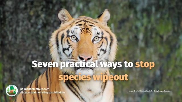 1 million #plants 🌾🌽🎍🍅 and #animals 🦏🦒🐅 are threatened. #Wildlife and #biodiversity are at a crossroads of #extinction. Here’s 7 practical ways to stop #species wipeout. Help them survive! #Boycottpalmoil 🌴☠️🚫 #Boycott4Wildlife @palmoildetect https://palmoildetectives.com/2024/11/17/seven-practical-ways-to-stop-a-species-wipeout/?utm_source=mastodon&utm_medium=Palm+Oil+Detectives&utm_campaign=publer

