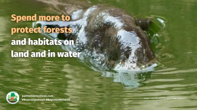 1 million #plants 🌾🌽🎍🍅 and #animals 🦏🦒🐅 are threatened. #Wildlife and #biodiversity are at a crossroads of #extinction. Here’s 7 practical ways to stop #species wipeout. Help them survive! #Boycottpalmoil 🌴☠️🚫 #Boycott4Wildlife @palmoildetect https://palmoildetectives.com/2024/11/17/seven-practical-ways-to-stop-a-species-wipeout/?utm_source=mastodon&utm_medium=Palm+Oil+Detectives&utm_campaign=publer

