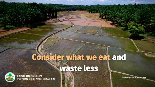 1 million #plants 🌾🌽🎍🍅 and #animals 🦏🦒🐅 are threatened. #Wildlife and #biodiversity are at a crossroads of #extinction. Here’s 7 practical ways to stop #species wipeout. Help them survive! #Boycottpalmoil 🌴☠️🚫 #Boycott4Wildlife @palmoildetect https://palmoildetectives.com/2024/11/17/seven-practical-ways-to-stop-a-species-wipeout/?utm_source=mastodon&utm_medium=Palm+Oil+Detectives&utm_campaign=publer

