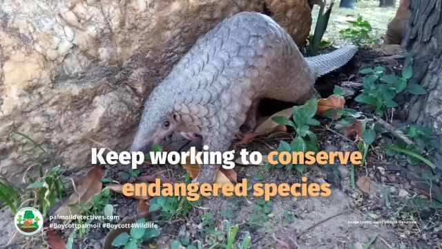 1 million #plants 🌾🌽🎍🍅 and #animals 🦏🦒🐅 are threatened. #Wildlife and #biodiversity are at a crossroads of #extinction. Here’s 7 practical ways to stop #species wipeout. Help them survive! #Boycottpalmoil 🌴☠️🚫 #Boycott4Wildlife @palmoildetect https://palmoildetectives.com/2024/11/17/seven-practical-ways-to-stop-a-species-wipeout/?utm_source=mastodon&utm_medium=Palm+Oil+Detectives&utm_campaign=publer

