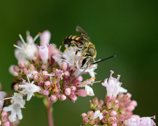 A close up picture of a small bee on the pink and white flowers, against an out of focus green background. The bee has dark antennae and compound eyes, and its thorax is a darkish brown with lots of golden hairs. The legs are mostly black in the top half, yellow below. The abdomen is striped in a light brown and cream. 