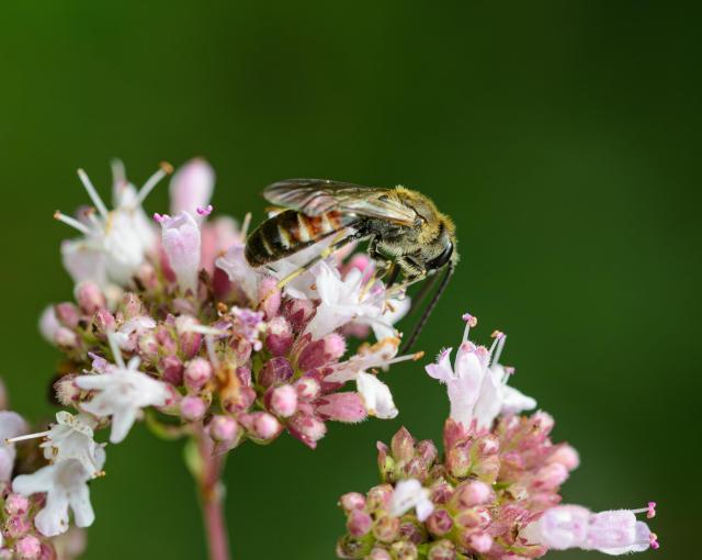 A close up picture of a small bee on the pink and white flowers, against an out of focus green background. The bee has dark antennae and compound eyes, and its thorax is a darkish brown with lots of golden hairs. The legs are mostly black in the top half, yellow below. The abdomen is striped in a light brown and cream. 