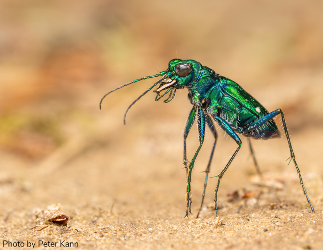 A close-up of an iridescent green beetle with long legs and antennae standing on sandy ground. The beetle’s jaws are open, and its body displays metallic blue and green hues. 