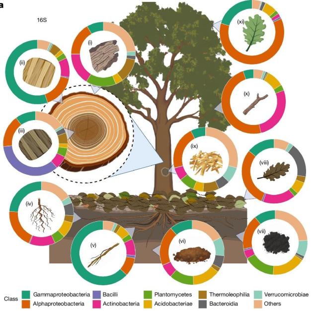 a figure from the linked paper that highlights various parts of a tree and connects them to graphs showing what types of microbes have been found in these parts