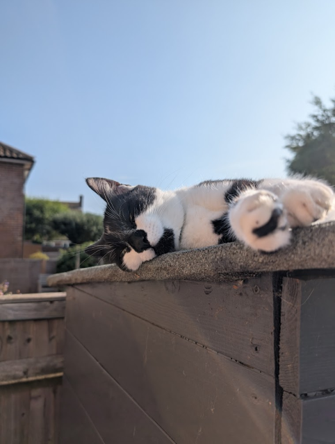 A beautiful black and white cat laid on his side on the top of an outdoor cupboard, facing the camera with his legs stretched out towards the camera and his eyes almost closed. In the background is a clear blue sky.
He's the best boy.