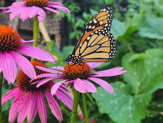 Monarch butterfly on a bright purple coneflower