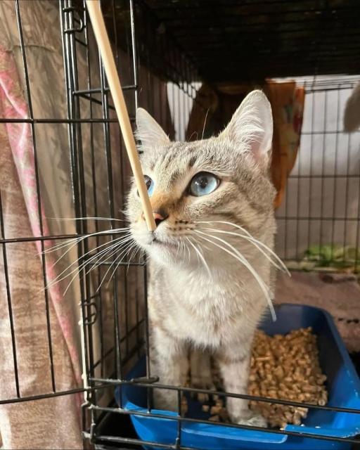 A light-colored cat with striking blue eyes, possibly a Siamese  is looking upwards at a thin stick held near its nose while standing in a blue litter box inside a wire cage.