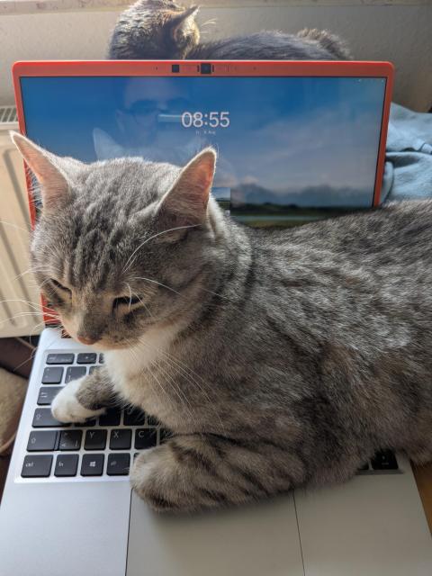 Katze liegt auf der Tastatur eines Framework-Laptops wo der Login-Screen der Linux-Distribution Elementary OS auf die Anmeldung wartet. Die Katze kennt offensichtlich das Passwort nicht. 