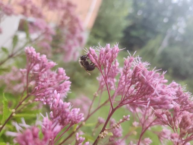 Deep purple flower with bee clinging to the underside