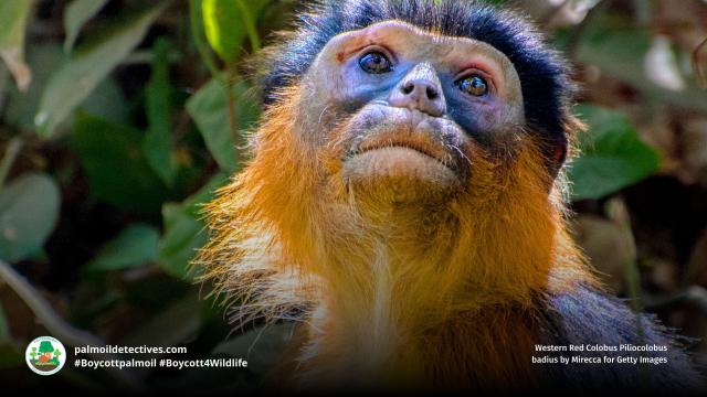 You've likely never heard of the curious Red #Colobus, #WestAfrica's rarest #primate 🐒🐵🙉 Researchers now know that protecting them and the #rainforest will protect all other rare #species. Fight for their survival! #Boycott4Wildlife @palmoildetect.bsky.social https://palmoildetectives.com/2025/07/27/protecting-the-rare-precious-red-colobus-will-safeguard-africas-forests/?utm_source=mastodon&utm_medium=Palm+Oil+Detectives&utm_campaign=publer  