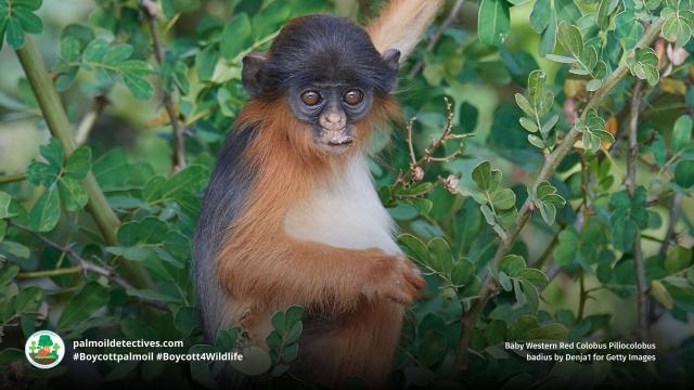 You've likely never heard of the curious Red #Colobus, #WestAfrica's rarest #primate 🐒🐵🙉 Researchers now know that protecting them and the #rainforest will protect all other rare #species. Fight for their survival! #Boycott4Wildlife @palmoildetect.bsky.social https://palmoildetectives.com/2025/07/27/protecting-the-rare-precious-red-colobus-will-safeguard-africas-forests/?utm_source=mastodon&utm_medium=Palm+Oil+Detectives&utm_campaign=publer  