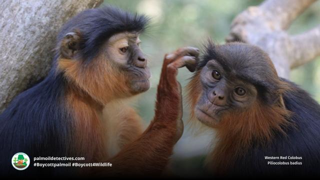You've likely never heard of the curious Red #Colobus, #WestAfrica's rarest #primate 🐒🐵🙉 Researchers now know that protecting them and the #rainforest will protect all other rare #species. Fight for their survival! #Boycott4Wildlife @palmoildetect.bsky.social https://palmoildetectives.com/2025/07/27/protecting-the-rare-precious-red-colobus-will-safeguard-africas-forests/?utm_source=mastodon&utm_medium=Palm+Oil+Detectives&utm_campaign=publer  