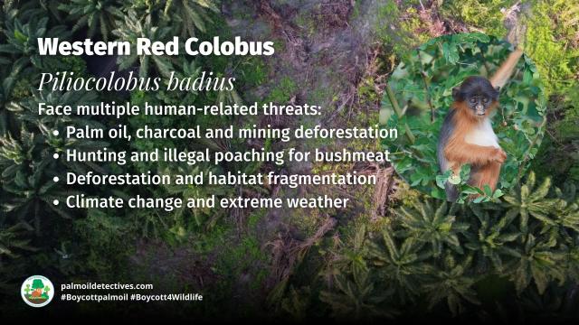 You've likely never heard of the curious Red #Colobus, #WestAfrica's rarest #primate 🐒🐵🙉 Researchers now know that protecting them and the #rainforest will protect all other rare #species. Fight for their survival! #Boycott4Wildlife @palmoildetect.bsky.social https://palmoildetectives.com/2025/07/27/protecting-the-rare-precious-red-colobus-will-safeguard-africas-forests/?utm_source=mastodon&utm_medium=Palm+Oil+Detectives&utm_campaign=publer  