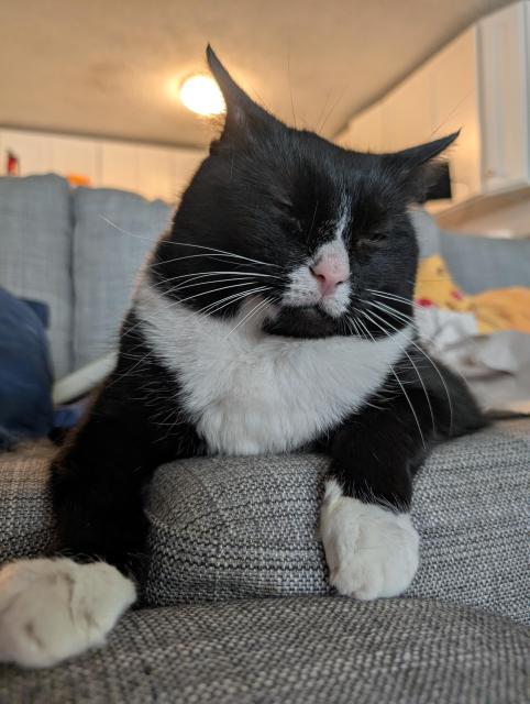 Blue and white tuxedo cat is lying on a grey couch with her eyes closed and her head tilted in a relaxed slouchy position