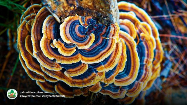 Do humans need other #species? Yes! millions of organisms are needed to keep #ecosystems in balance and ensure everyone can survive. Most importantly, #research shows other species make us happy! 🐱🐷🐎🐕🐠 #Vegan for the animals 🍅🥦 #Boycott4Wildlife https://palmoildetectives.com/2022/11/23/do-humans-really-need-other-species/?utm_source=mastodon&utm_medium=Palm+Oil+Detectives&utm_campaign=publer