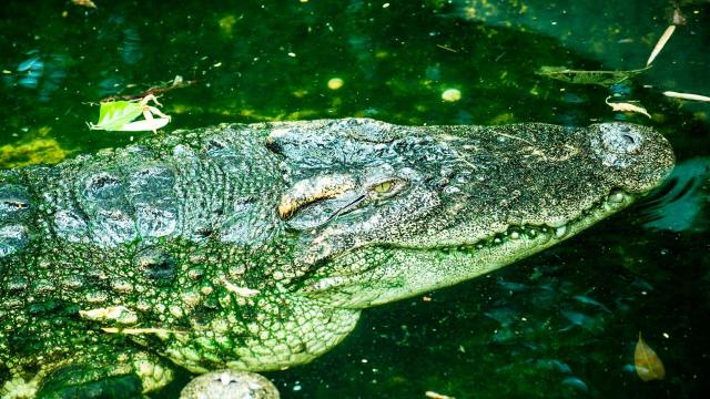 Cryptic, secretive and incredibly rare, the Siamese #crocodile 🐊💚 is on the knife-edge of survival in #Cambodia 🇰🇭from #hunting and human persecution. Boycott leather and be #Vegan #Boycott4Wildlife @palmoildetect https://palmoildetectives.com/2023/05/07/in-the-remote-cambodian-jungles-we-made-sure-rare-siamese-crocodiles-would-have-enough-food/?utm_source=mastodon&utm_medium=Palm+Oil+Detectives&utm_campaign=publer
