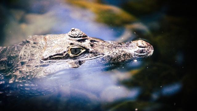 Cryptic, secretive and incredibly rare, the Siamese #crocodile 🐊💚 is on the knife-edge of survival in #Cambodia 🇰🇭from #hunting and human persecution. Boycott leather and be #Vegan #Boycott4Wildlife @palmoildetect https://palmoildetectives.com/2023/05/07/in-the-remote-cambodian-jungles-we-made-sure-rare-siamese-crocodiles-would-have-enough-food/?utm_source=mastodon&utm_medium=Palm+Oil+Detectives&utm_campaign=publer