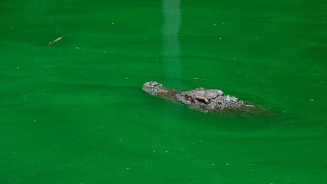 Cryptic, secretive and incredibly rare, the Siamese #crocodile 🐊💚 is on the knife-edge of survival in #Cambodia 🇰🇭from #hunting and human persecution. Boycott leather and be #Vegan #Boycott4Wildlife @palmoildetect https://palmoildetectives.com/2023/05/07/in-the-remote-cambodian-jungles-we-made-sure-rare-siamese-crocodiles-would-have-enough-food/?utm_source=mastodon&utm_medium=Palm+Oil+Detectives&utm_campaign=publer