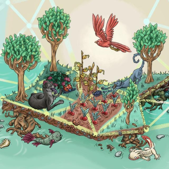 Una imagen realizada con la técnica de pintura digital, en la que se representa una especie de isla, inspirada en la chinampa mexicana, afianzada al lecho de un cuerpo de agua, con unos arboles.

Esta isla, con una topología cuasi geométrica, sostiene unas pequeñas parcelas de cultivos. Y la habitan también bihos varios: perro, gato, gusanos, catarinas.

Debajo de la isla. hay también seres vivos: un pez, un ajolote y una tortuga. Ademas de piedras y caracoles.

En la parte superior, un ave de color rojo vuela sobre la isla.

Hay también un elemento compositivo, que es la representación gráfica de una topología de red tipo 'mesh', la cual se integra a la geometría de la isla.