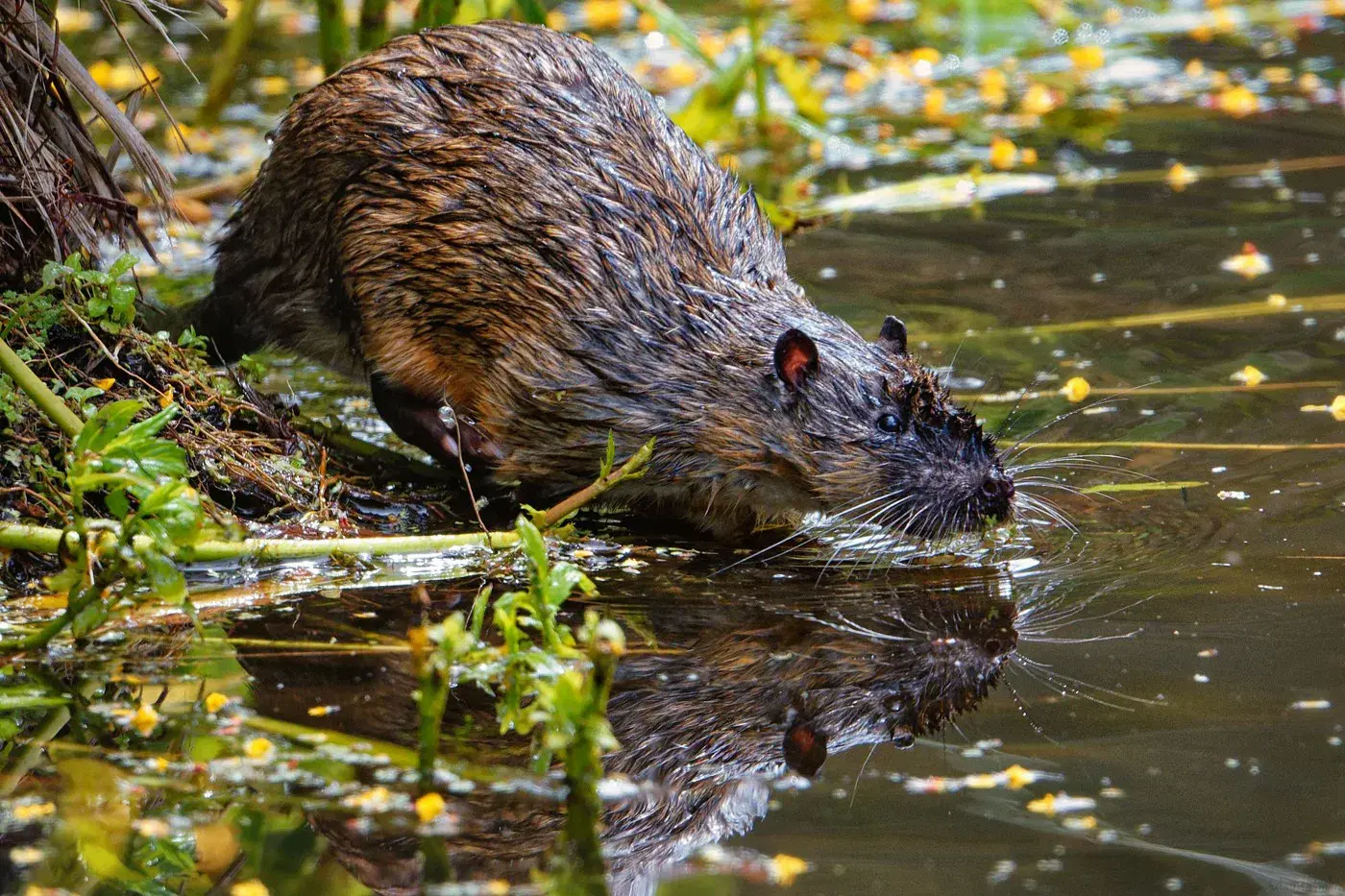 A large rodent with damp brown fur is seen halfway through entering a body of water from the bank.